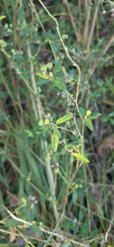 Sida rhombifolia observed 2026-10-26