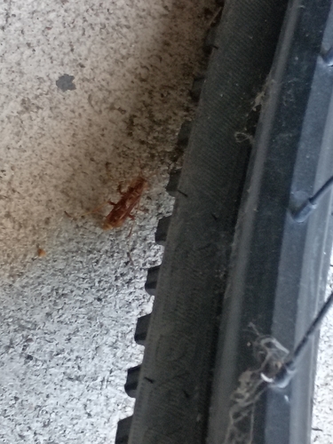 Apache Paper Wasp