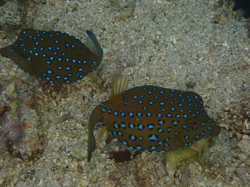 Ostracion cubicus observed 2026-10-25