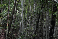 Phyllostachys edulis