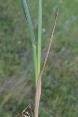 Helictochloa hookeri schelliana