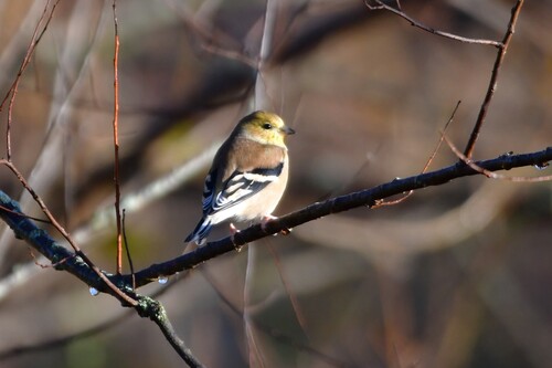 American Goldfinch