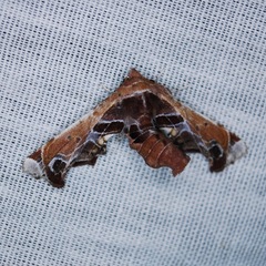 Eutelia pulcherrimus