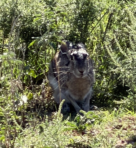 Black-tailed Jackrabbit