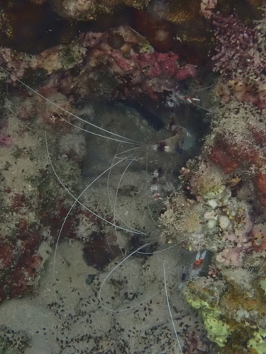 Stenopus hispidus observed 2026-10-25