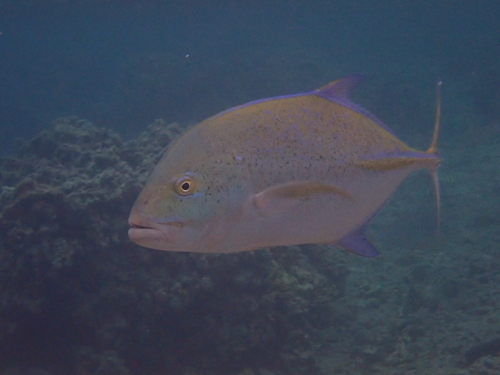 Caranx melampygus observed 2026-10-25