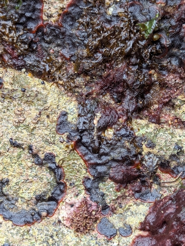 Watersipora observed 2026-10-26