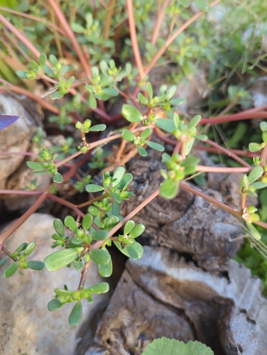 Common Purslane