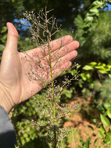 horseweed