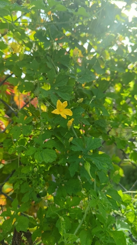 Momordica charantia observed 2026-10-26
