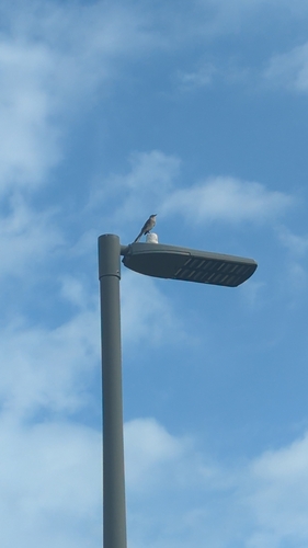 Northern Mockingbird