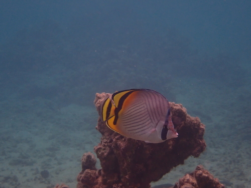 Chaetodon vagabundus observed 2026-10-25