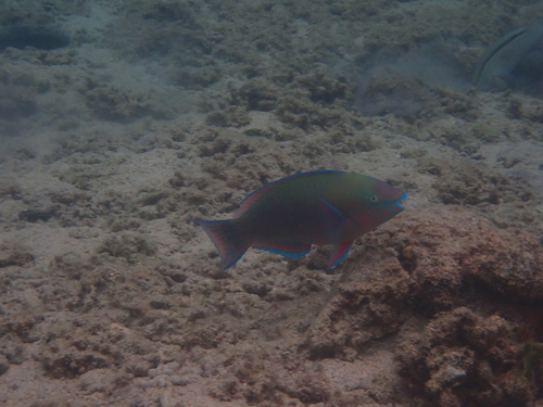 Scarus psittacus observed 2026-10-25