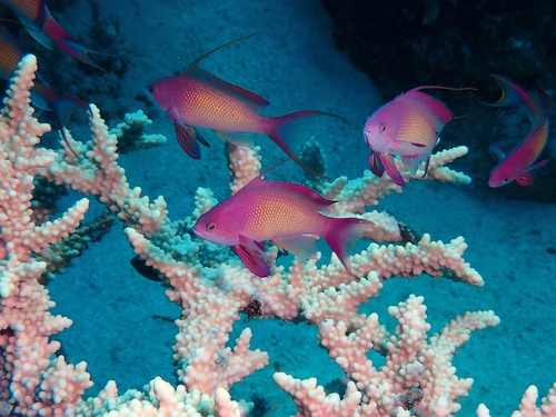 Pseudanthias observed 2026-10-26