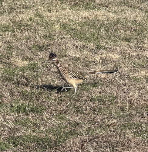 Greater Roadrunner