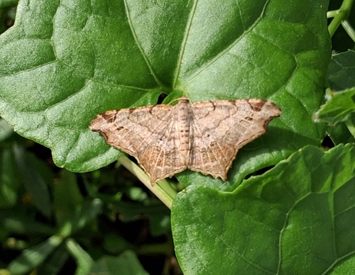 Chiasmia emersaria