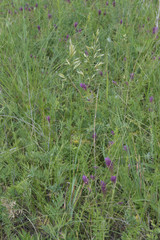 Helictochloa hookeri schelliana