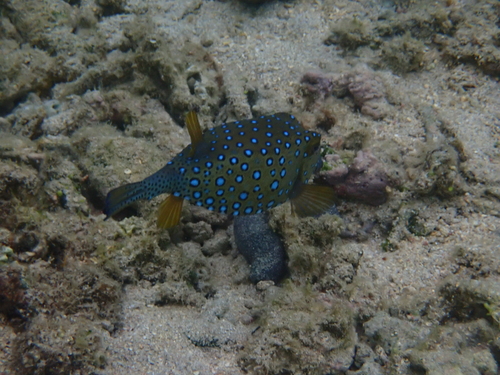 Ostracion cubicus observed 2026-10-25