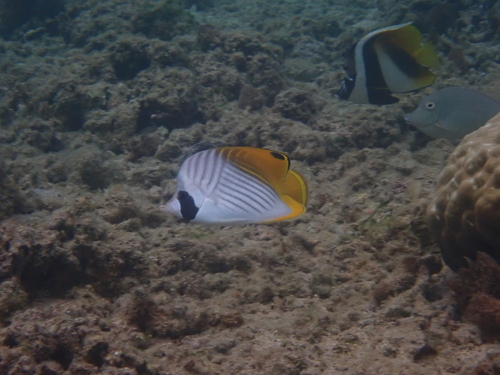 Chaetodon auriga observed 2026-10-25