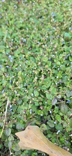Torenia crustacea observed 2026-10-26