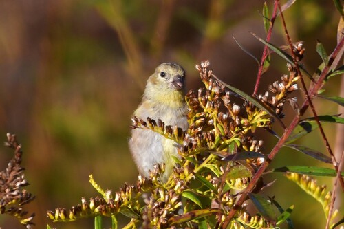 American Goldfinch
