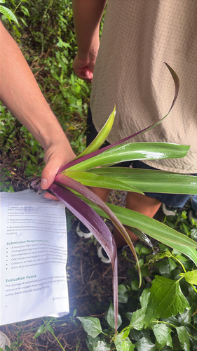 Tradescantia spathacea observed 2026-10-26