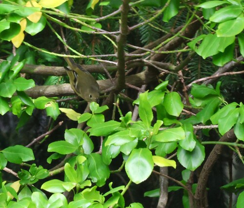 Ruby-crowned Kinglet