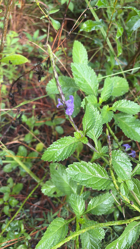 Stachytarpheta jamaicensis observed 2026-10-26