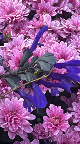 Spotted Cucumber Beetle