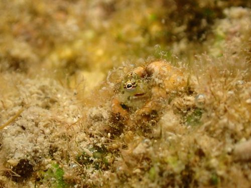 Glyptoparus delicatulus observed 2026-10-25