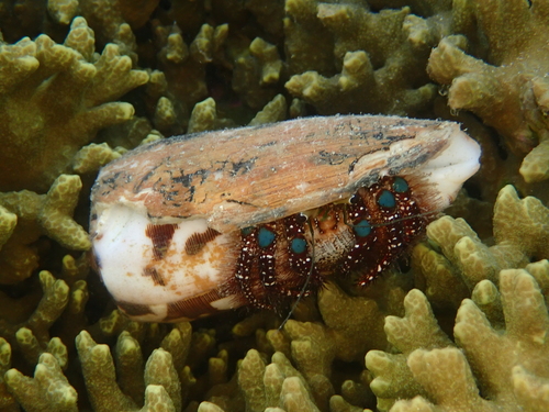 Dardanus observed 2026-10-25