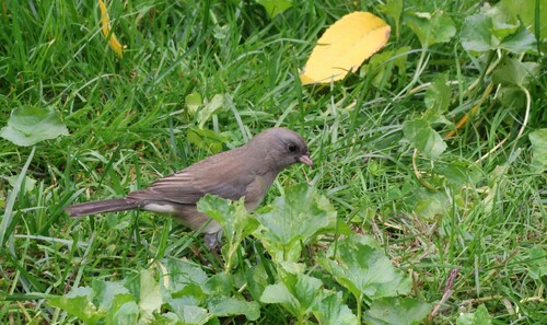 Dark-eyed Junco
