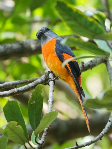 Pericrocotus solaris observed 2026-10-25