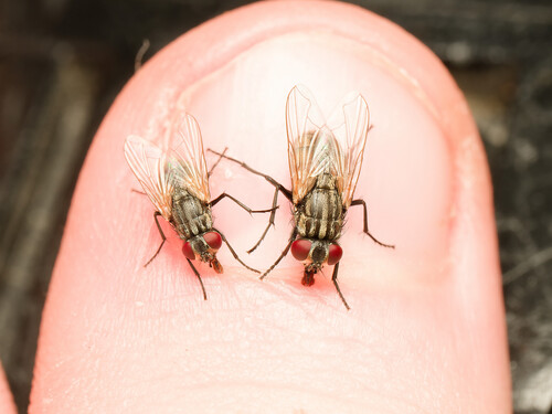 Common House Fly