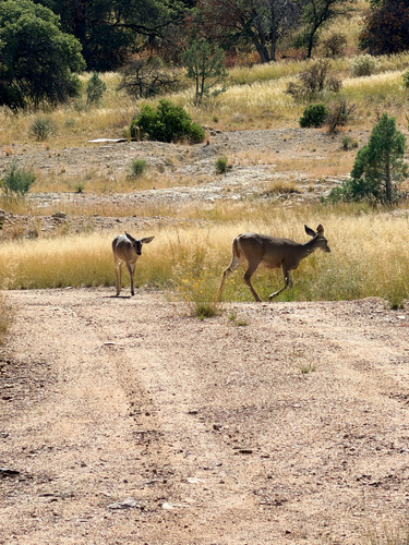 Coues's White-tailed Deer