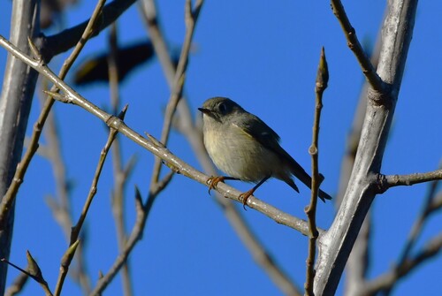 Ruby-crowned Kinglet
