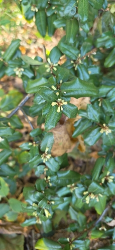 Elaeagnus pungens, 2026-10-26