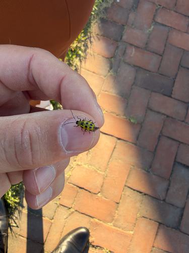 Spotted Cucumber Beetle