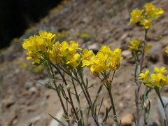 Physaria douglasii