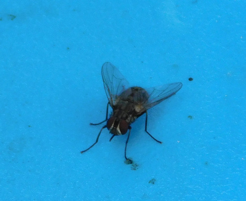 Stomoxys calcitrans