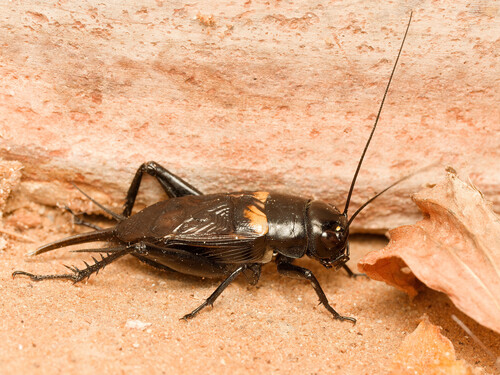 Southern Field Cricket