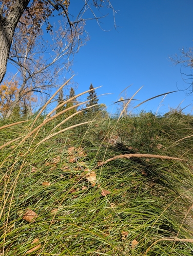American marram grass