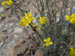 Physaria douglasii
