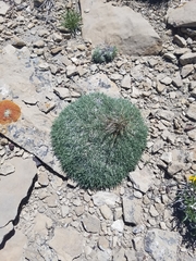 Astragalus simplicifolius