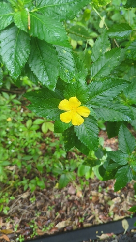 Turnera ulmifolia observed 2026-10-26
