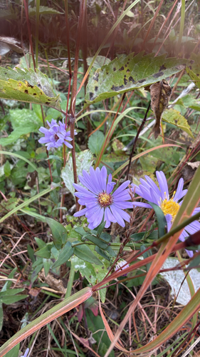 Symphyotrichum laeve observed 2026-10-26
