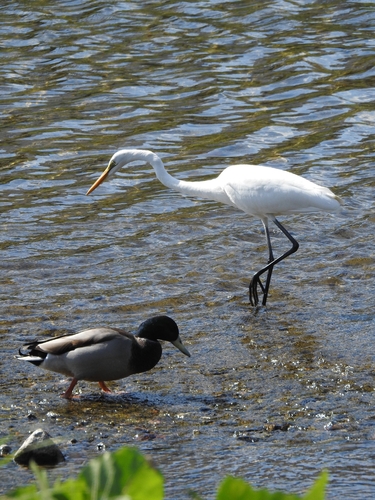 Great Egret