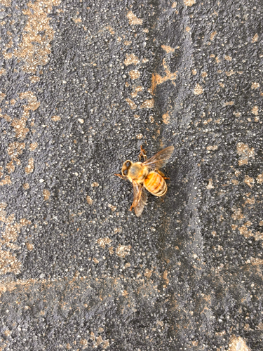 Western Honey Bee
