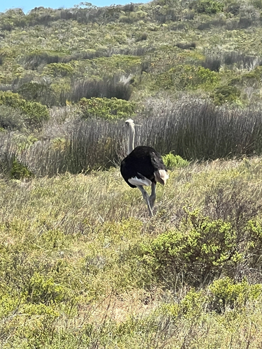 Struthio camelus observed 2026-10-26