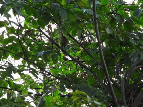 Tarsiger cyanurus, 2026-10-26
